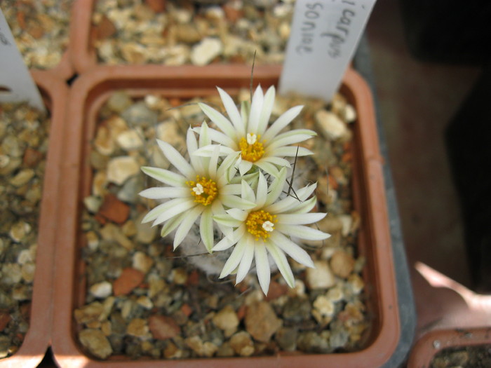 T. dickisoniae - Turbinicarpus