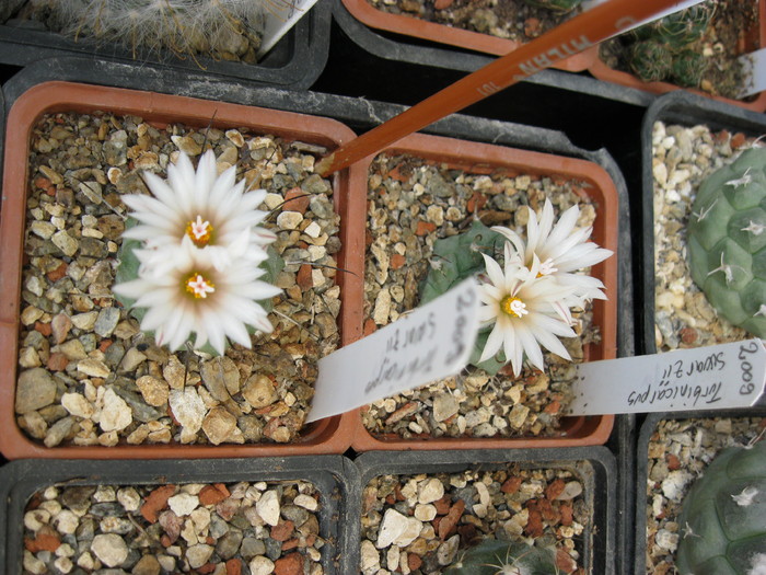 T. swarzii - Turbinicarpus