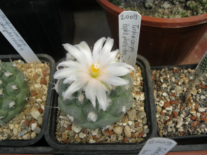 T. lophophoroides - Turbinicarpus