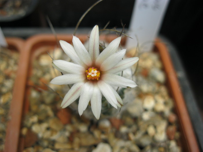 T. dickisoniae - Turbinicarpus