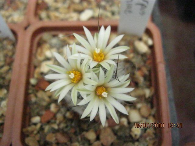 T. dickisoniae - Turbinicarpus