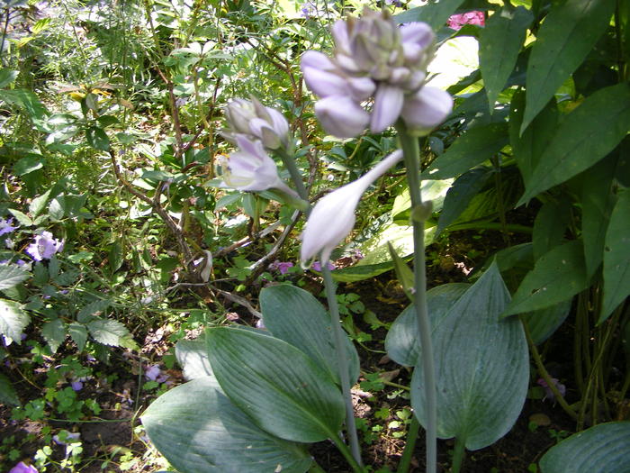 Hosta - Flori si alte chestii 2010