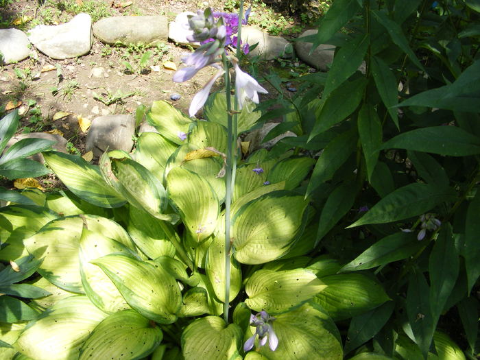 Hosta - Flori si alte chestii 2010