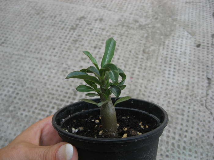 IMG_0232 - adenium