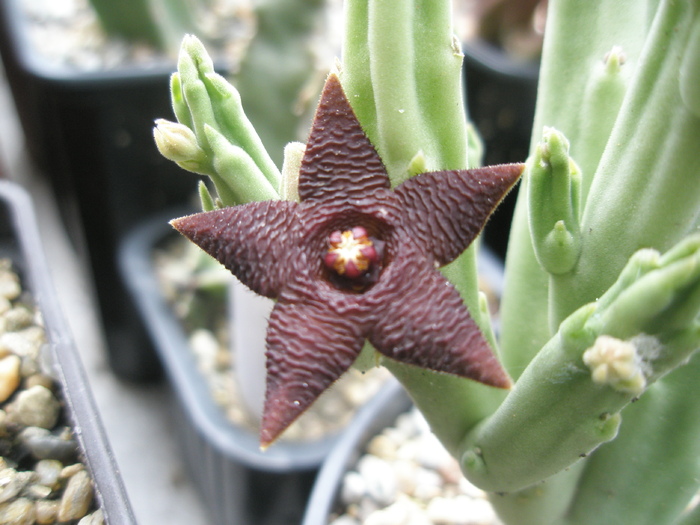 Stapelia kwenensis - 06.07 - Stapelia