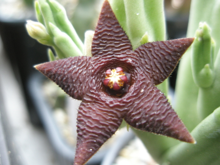 Stapelia kwebensis - floare - Stapelia