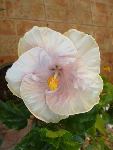 DSCF7867 - hibiscusi