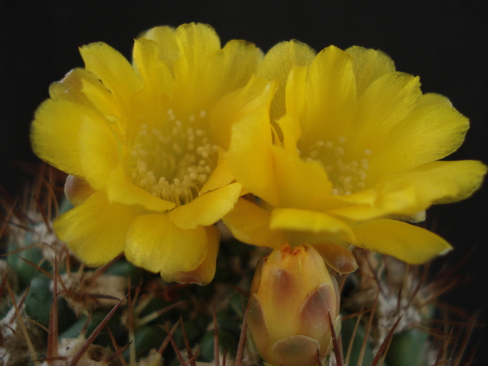 DSC07345 - Cactusi