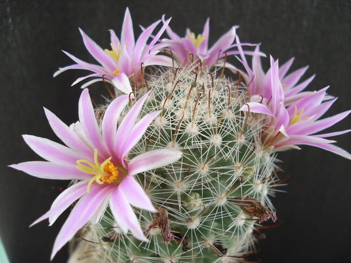 DSC07348 - Cactusi