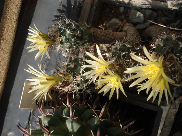 DSC07376 - Cactusi