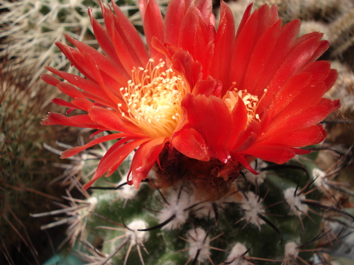 DSC07378 - Cactusi