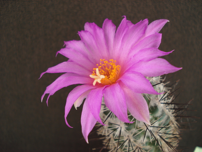 DSC07379 - Cactusi