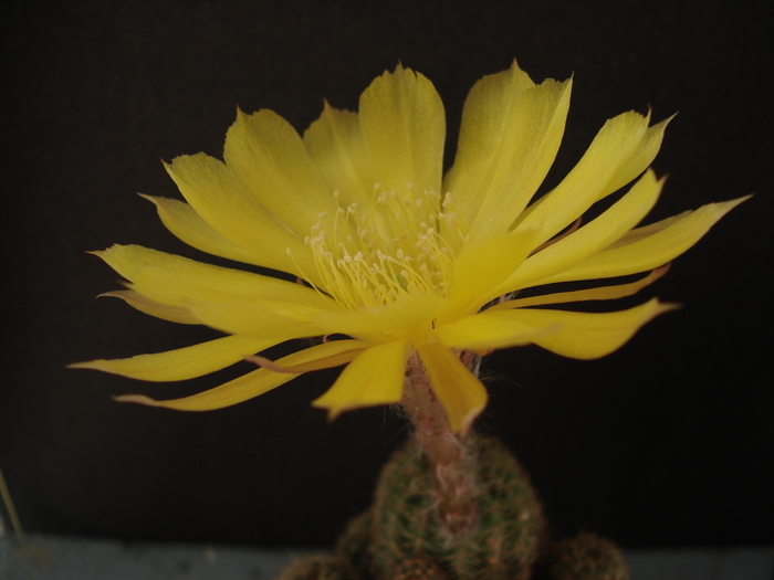 DSC07380 - Cactusi