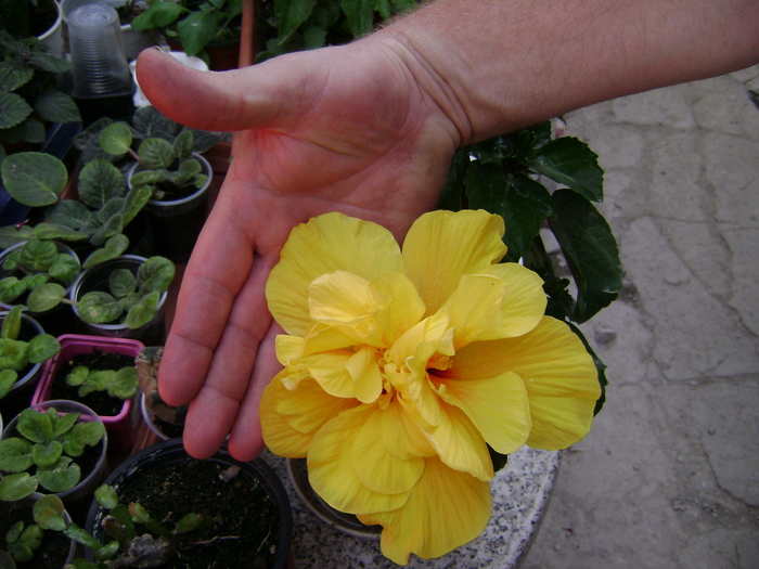 DSC04456 - hibiscus