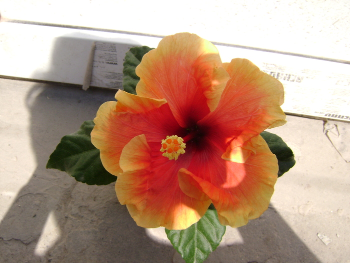 DSC04494 - hibiscus