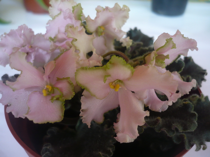 Pink Lady - VIOLETE 2010