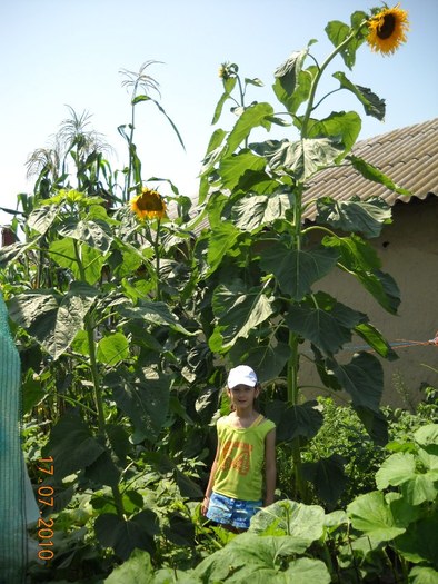 Floarea soarelui 3.93m - Vegetale gigant