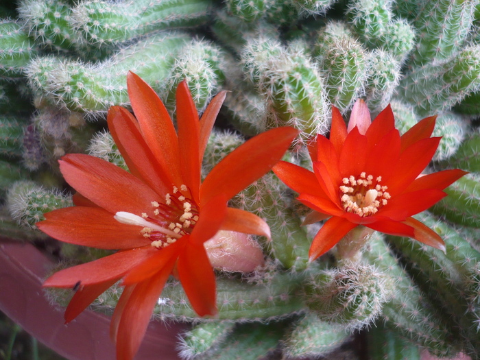 Floare cactus