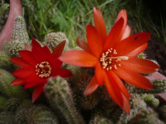 Floare cactus - Flori 2010