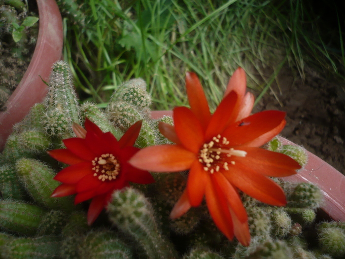 Floare cactus - Flori 2010
