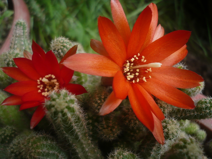 Floare cactus