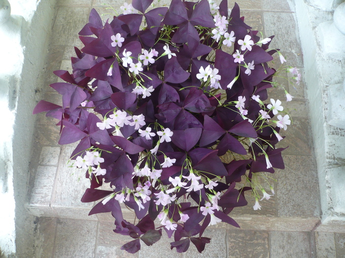 Oxalis - Flori 2010