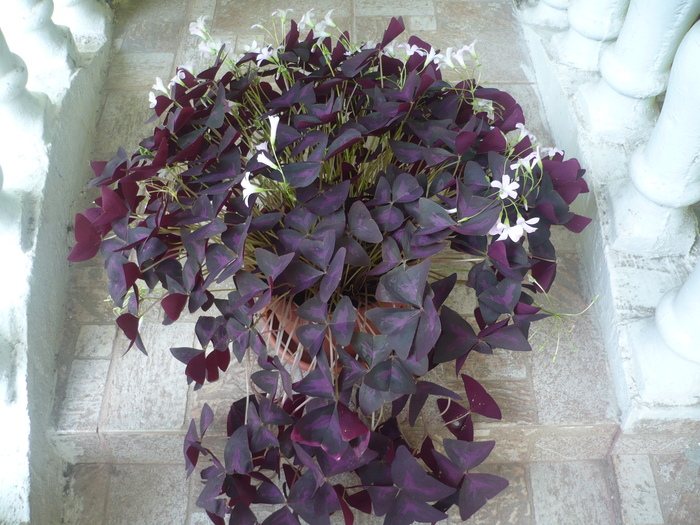 Oxalis