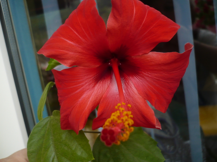 Hibiscus