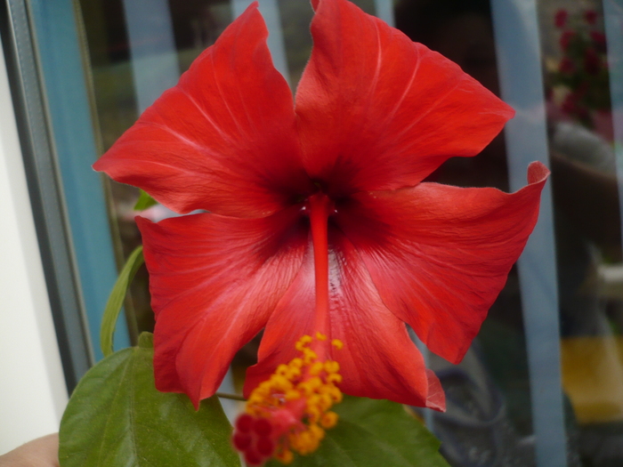 Hibiscus - Flori 2010