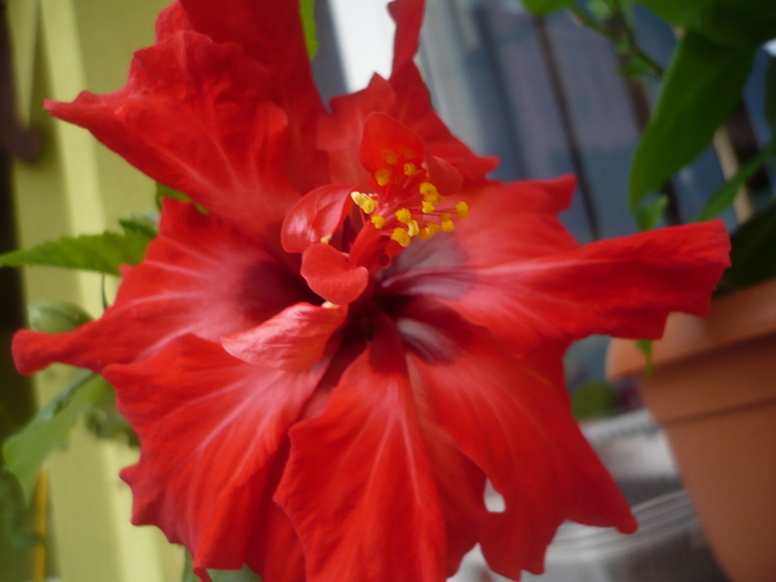 Hibiscus - Flori 2010