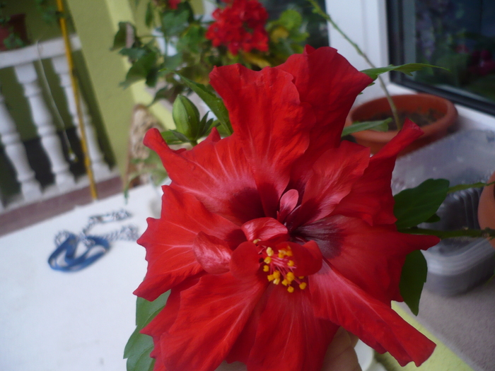 Hibiscus - Flori 2010