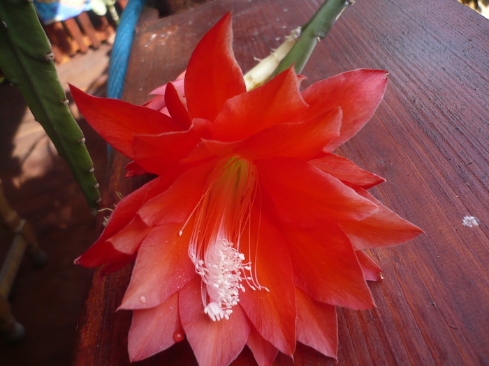 Floare de cactus - Flori 2010