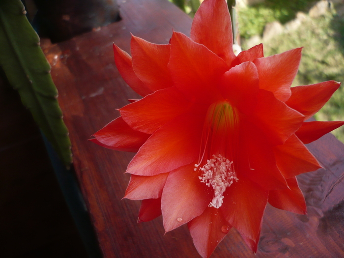 Floare de cactus - Flori 2010