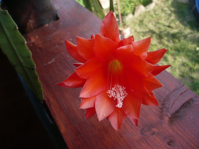 Floare de cactus