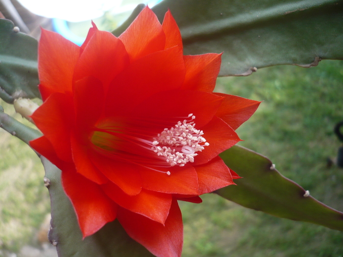 Floare de cactus