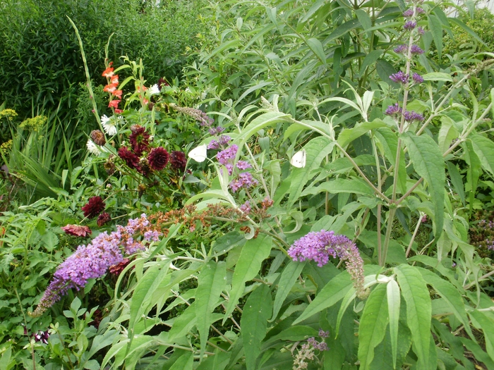 P7070026