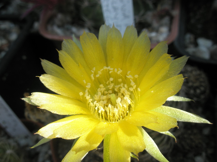 Lobivia flaviflora - floare