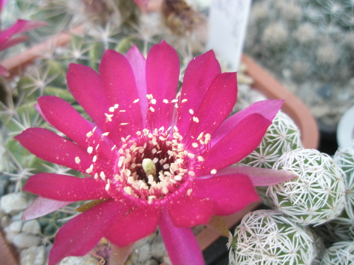 Lobivia walterspielii - floare - Lobivia