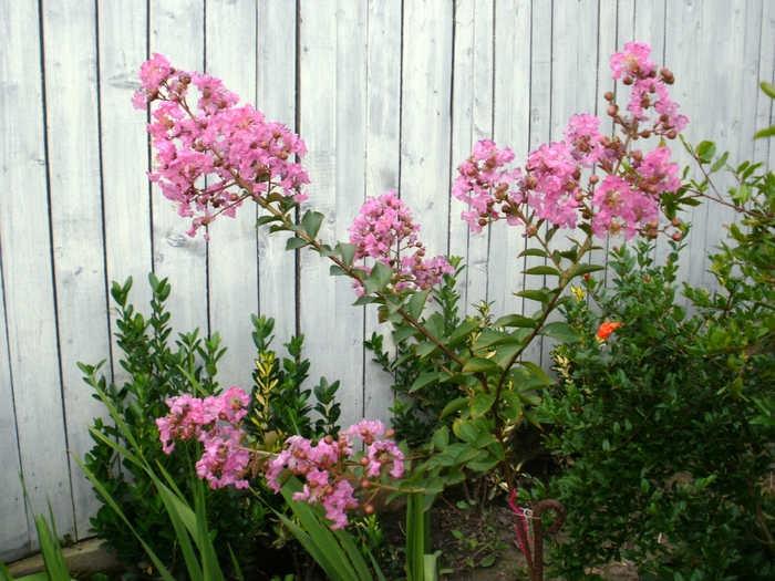 P7150020