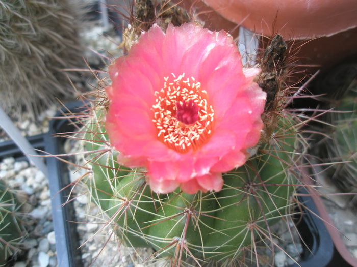 Notocactus ottonis v. venclusianus - floare 17.07 - Notocactus