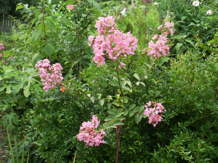 Crape Myrtle roz