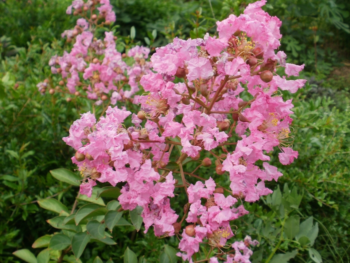 Crape Myrtle