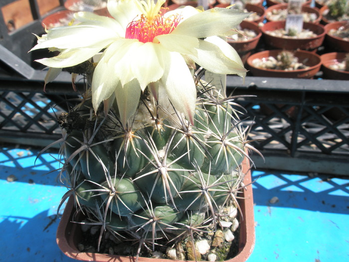 Coryphantha unicornis - 18.07