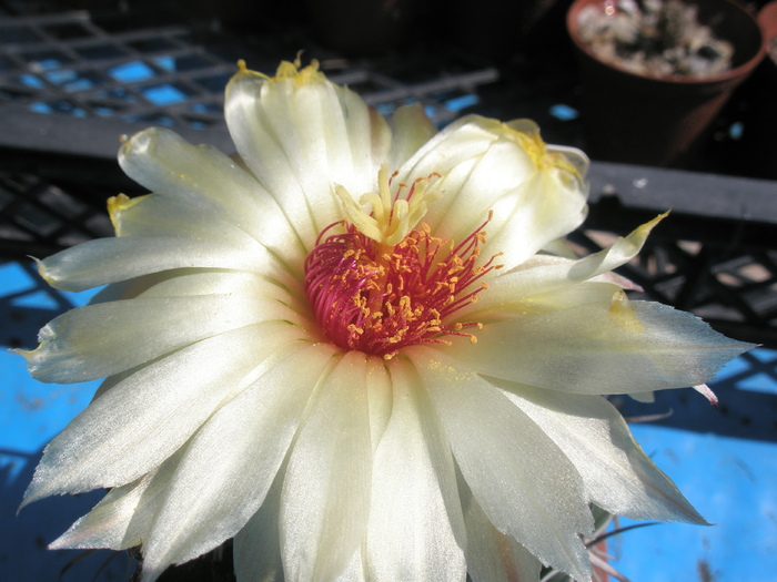 Coryphantha unicornis - floare - Coryphantha