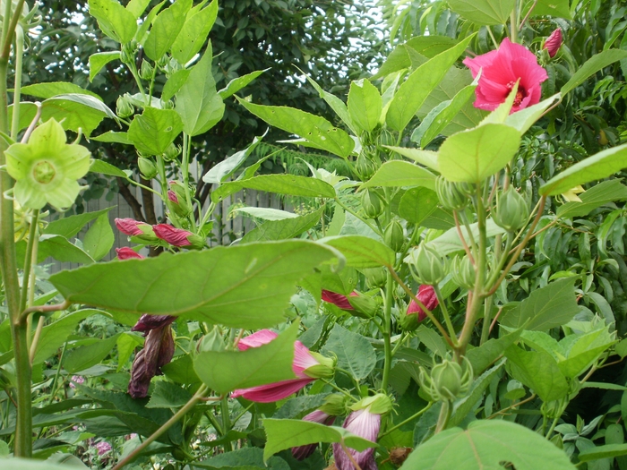P7150108