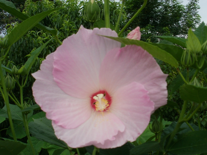 P7150113