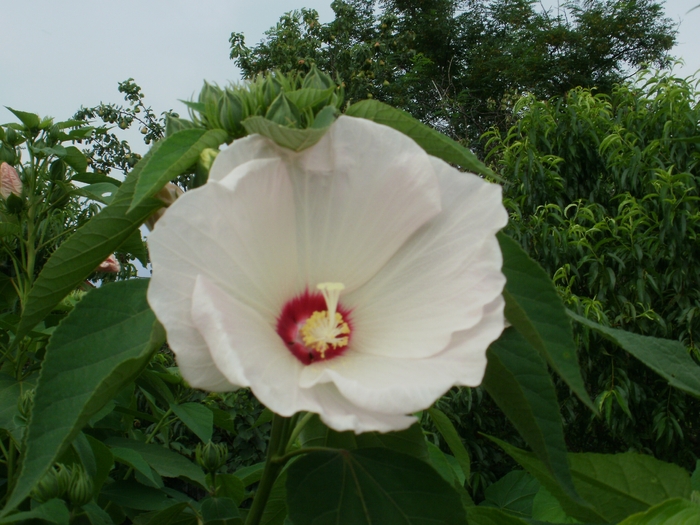 P7150115
