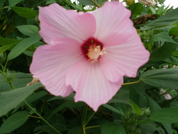P7150116