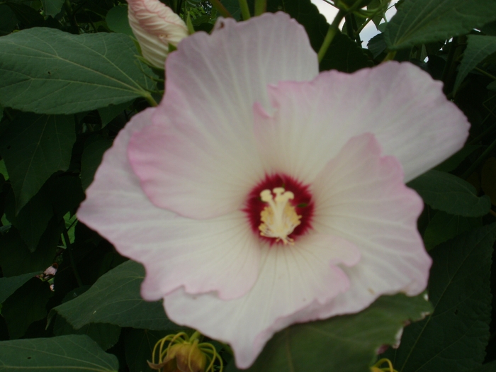 P7150118