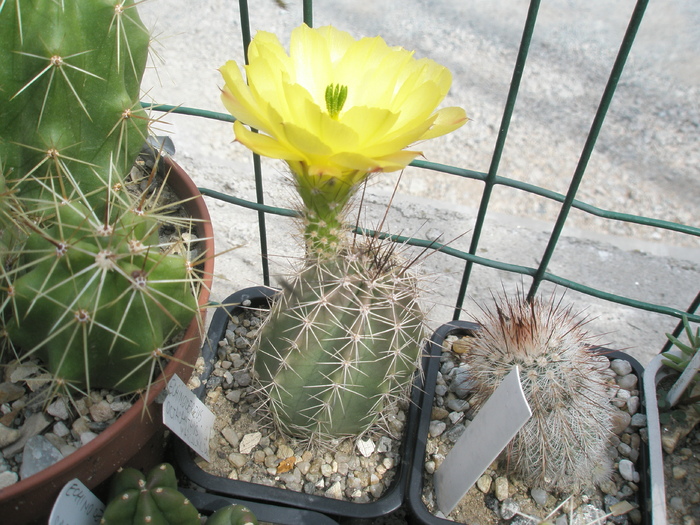 Echinocereus octacanthus - 18.07